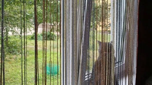 МИША ЗАИНТЕРЕСОВАЛАСЬ КОТИКАМИ