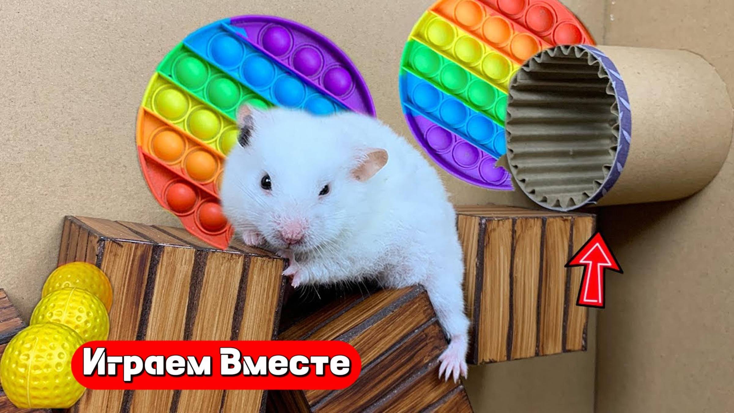 Вместе с Хомяком выбираемся из сложного лабиринта 🐹🐹🐹 Трансляция для детей !