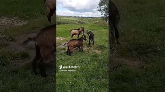 Козлята подросли и бодаются как их папашка)