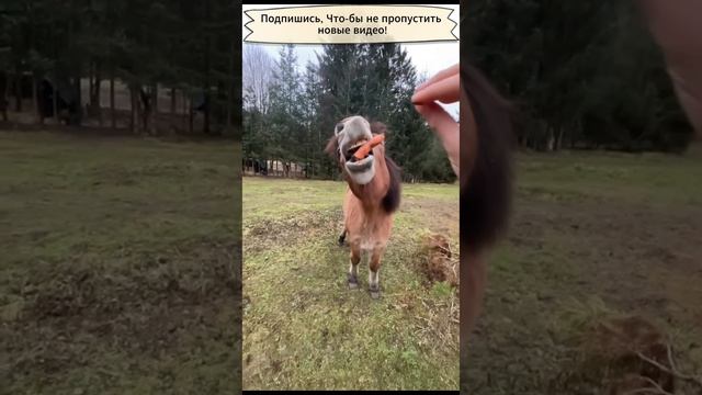 Подборка приколов