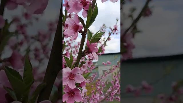 Срочно обработай !!! #дача #сад #garden #цветы #персик