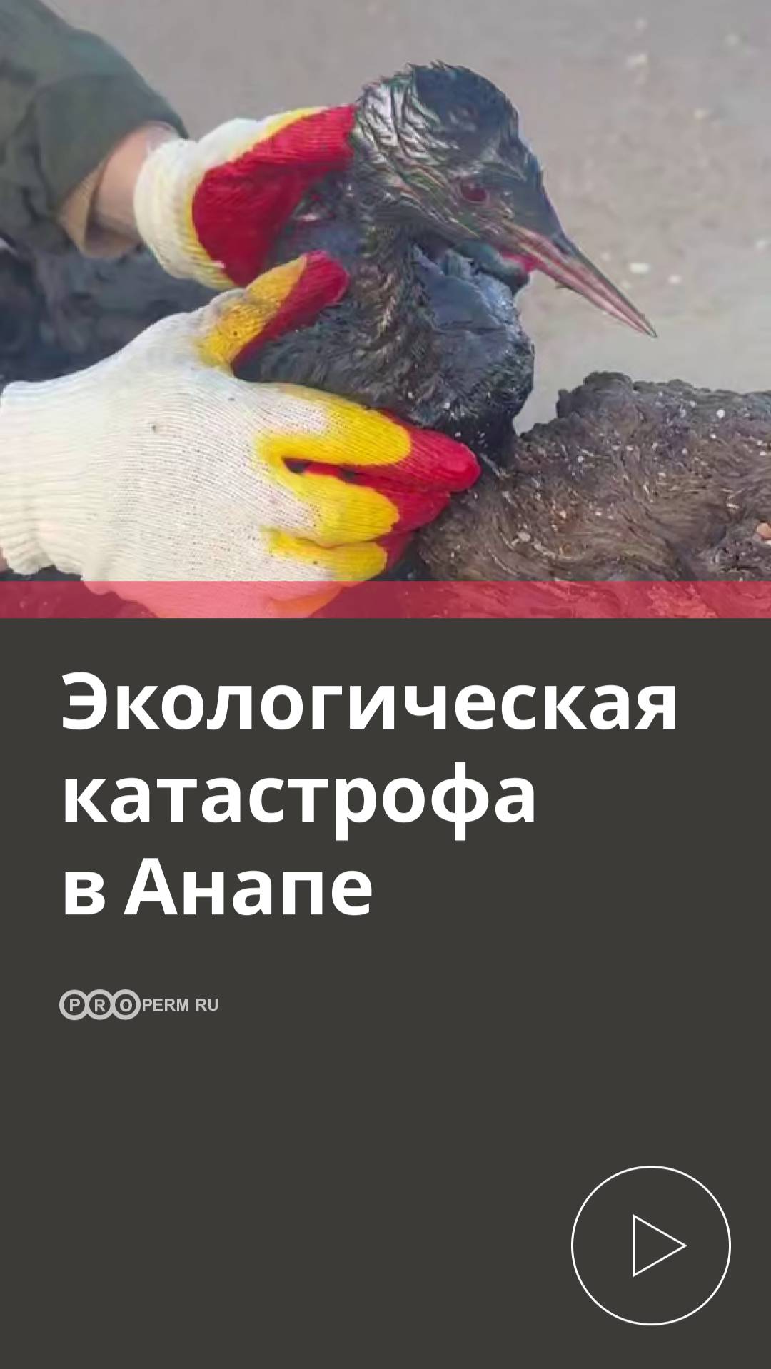 ЭКОЛОГИЧЕСКАЯ КАТАСТРОФА В АНАПЕ