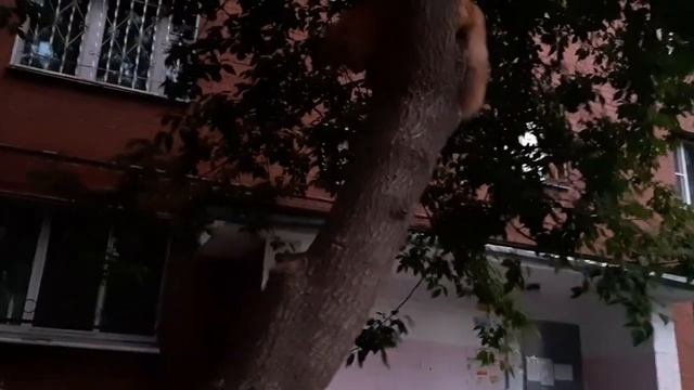 Кексик дереволаз 2021