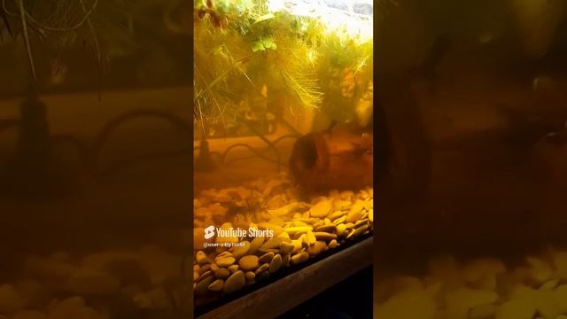 Тёмная вода от коряги в аквариуме! Плохо или нет.