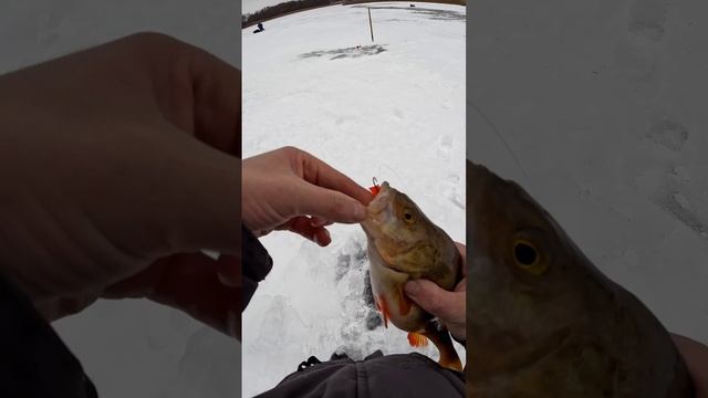 Зимняя рыбалка на р. Проня 24/25🎣