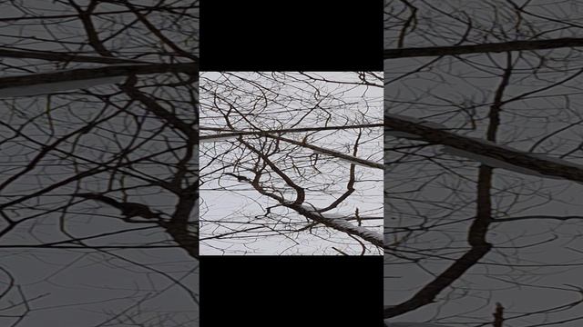 Возмущенная белка