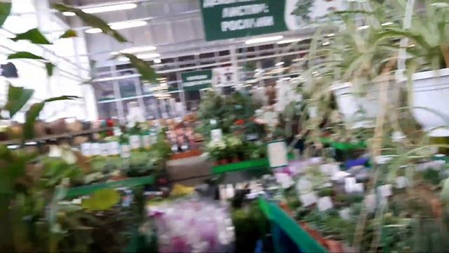 В ЭПИЦЕНТР ПЕШКОМ♀️Голубой кактус