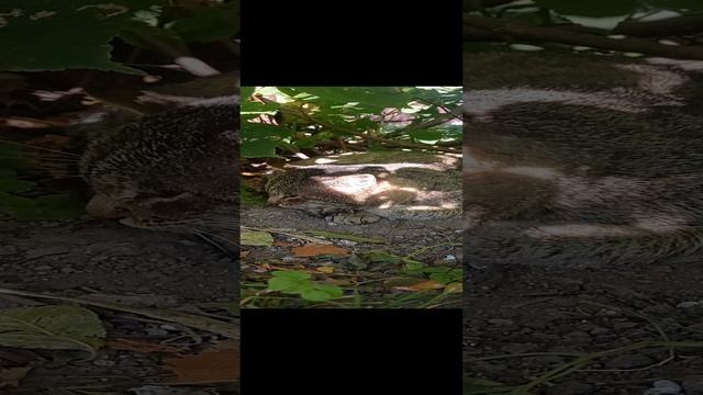 Не мешай думаю