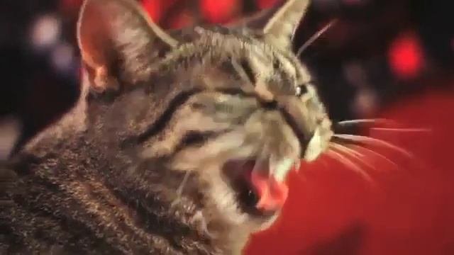 Музыкальный_кот_(Not_COUB)