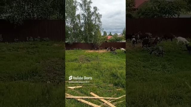 Козочка встала копытами на соседский забор