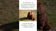 Топ 3 самых больших видов медведей в мире
