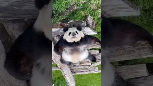 Я панда , а ты нет!