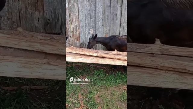 Короеды завелись)