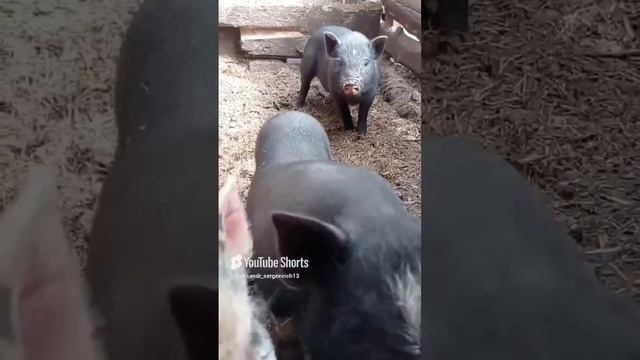 Бригада моих поросят вышла на разборки)