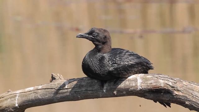 Pygmy Cormorant, Hortobagy, Hungary, 2014