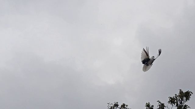 406.mp4