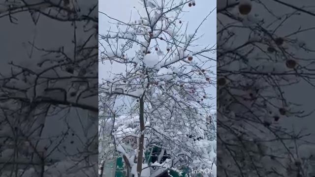 декабрь  2024г