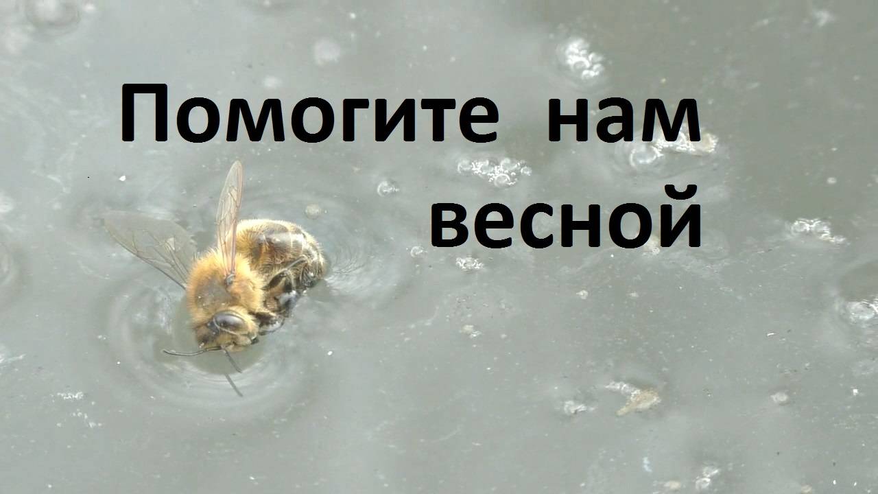 Помогите своим пчелам весной