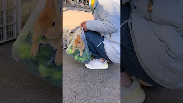 cut pet