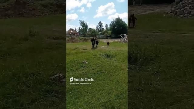 Отойди корова бестолковая!)