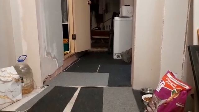 Кексик носит мячики 2020