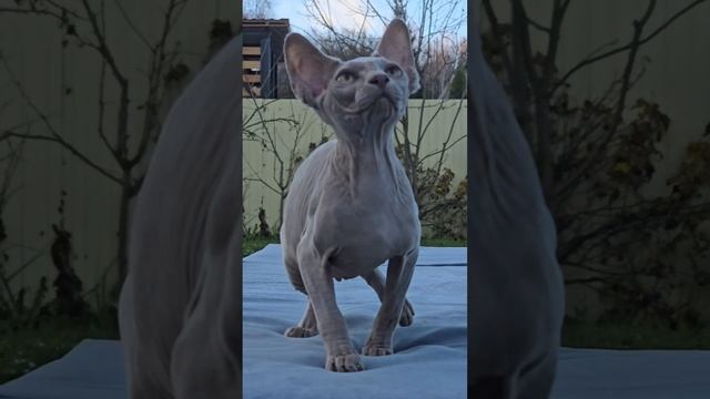 Сфинкс Лиловый мальчик💙💜Лаcковый и общитeльный,очень приятный на ощупь🐣5,5мес+79261413092Свободен