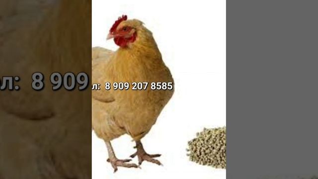 1000038076.mp4