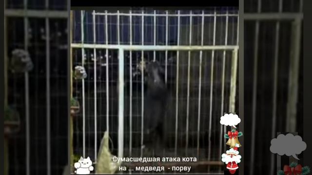 СУМАСШЕДШАЯ АТАКА КОТА на ... МЕДВЕДЯ - ПОРВУ