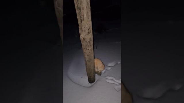 Вечерняя прогулка Рыжули ❄️🔥💪🐈❄️