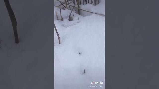 Царь пауков.