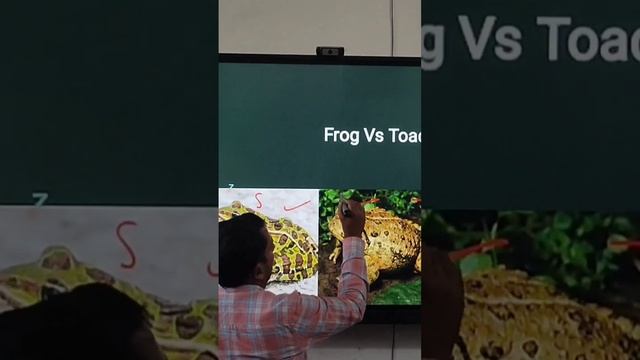 Frog Vs Toad