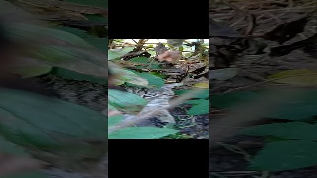 Не мешай отдыхаю ####