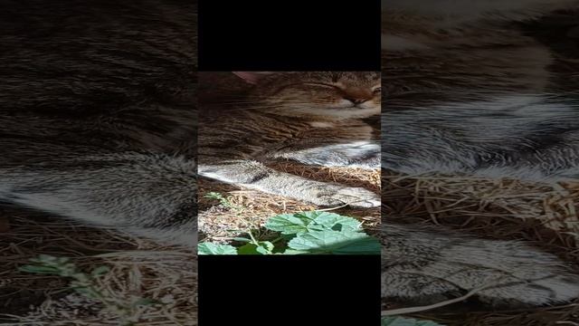 ___Толян ####не мешай я спать хочу #