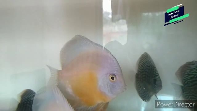 Aneka Jenis Ikan Discus di Aquarium | Ikan Hias yang banyak di minati