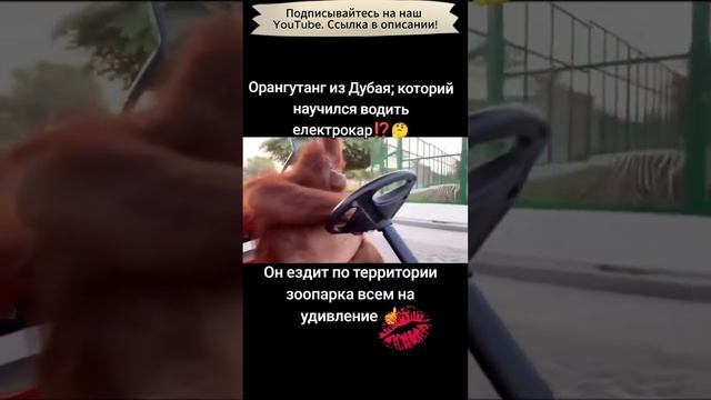 Обезьяна за рулем