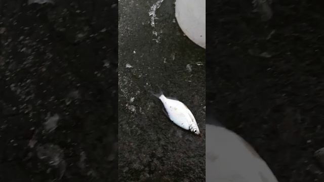 Ловим на льду живца удочками / зимняя рыбалка