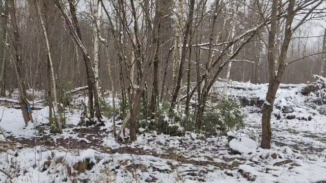 Земельный участок с кадастровым номером 50:12:0030418:555