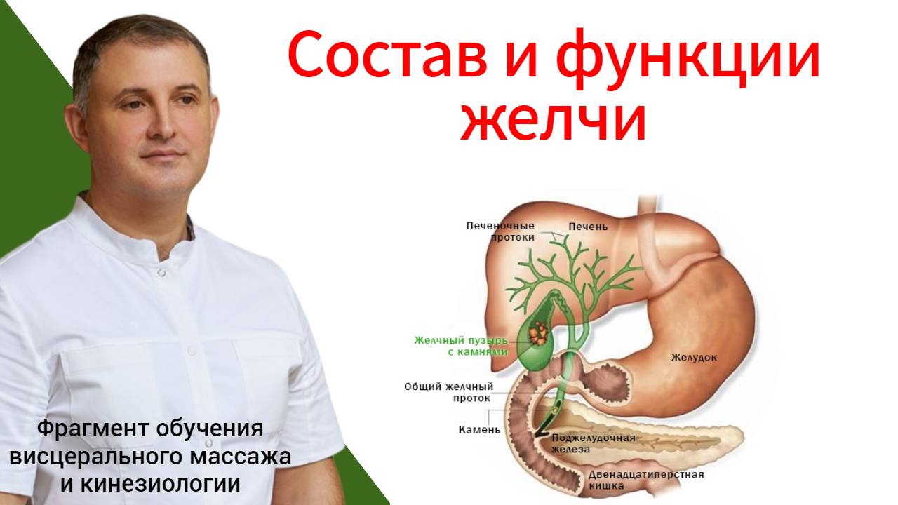 Состав, функции желчи. Фрагмент обучения кинезиологии и массажу живота.