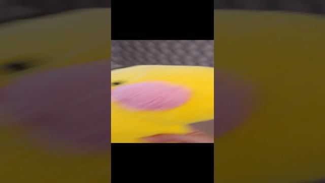 1000000438.mp4