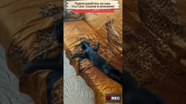 Тебе так удобно лежать