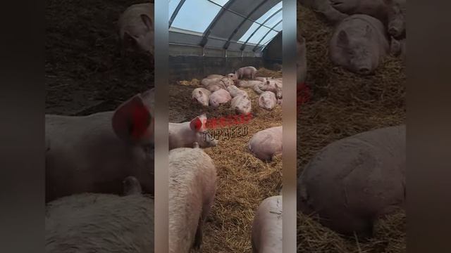 Украинские чиновники и олигархи на отдыхе в Буковеле🐷