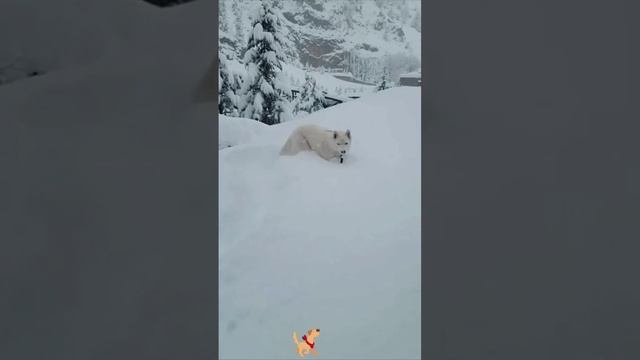 видео,приколы с животными