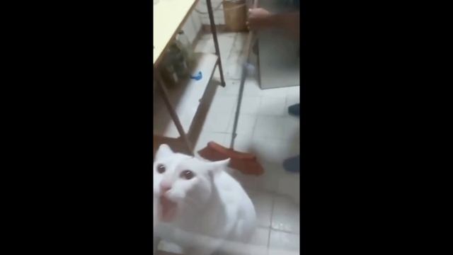 lv_0_20241216181143.mp4