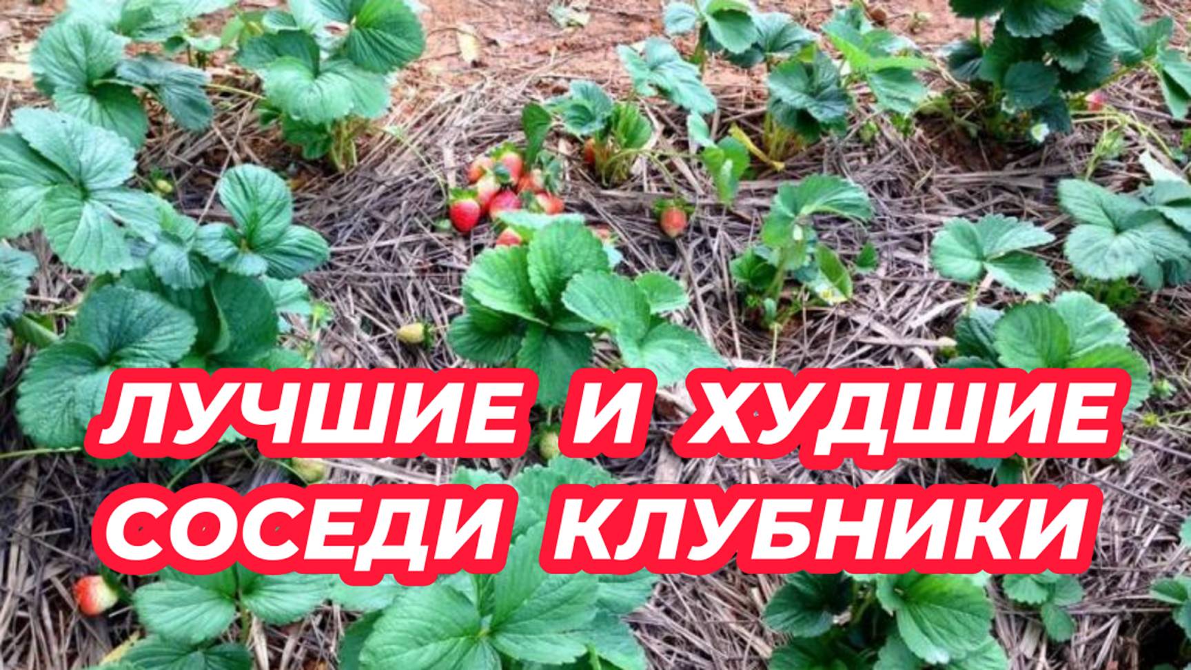 ЛУЧШИЕ и ХУДШИЕ СОСЕДИ для КЛУБНИКИ. С кем не дружит клубника?
