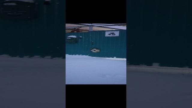 Собака жалуется на жизнь собачью#Собака