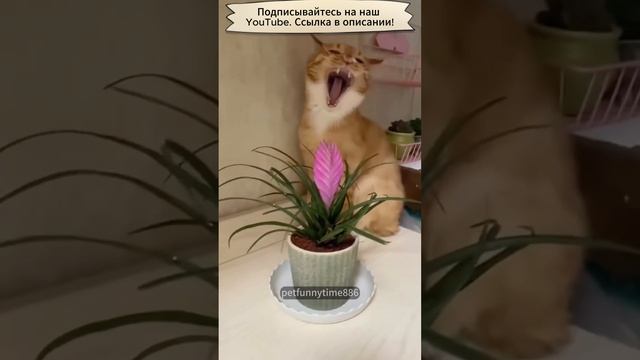 Коты