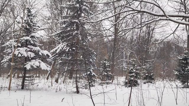 Преподобный Са́вва Освященный. Свт. Николай Сербский.