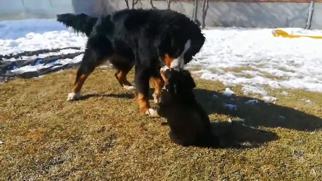 Ах, какая это мука - воспитывать!