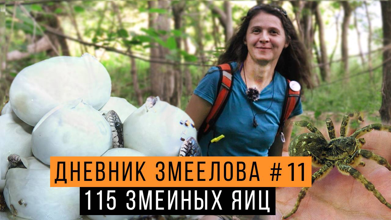 115 ЗМЕИНЫХ яиц в одной кладке! / Встретили ТАРАНТУЛА / Проверяем ЛОГГЕРЫ на заповедном острове