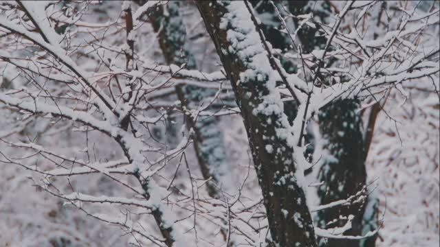 Кружится метелица белым снегом стелится.